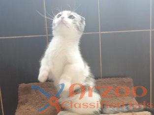 lovely scottish fold kittens for sale