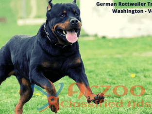 German Rottweiler Training