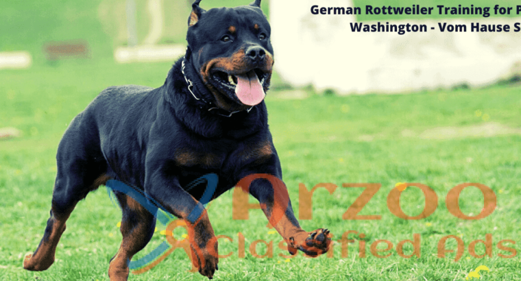 German Rottweiler Training