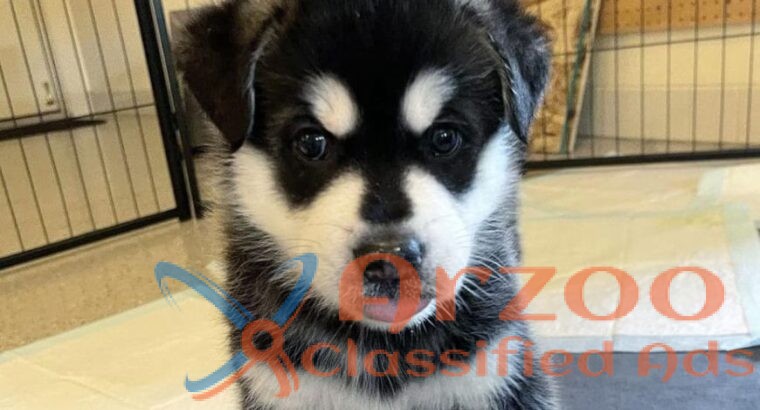 Irresistible Siberian Husky Puppy Seeking Loving H