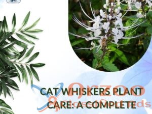 Cat Whiskers Plant Care