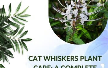 Cat Whiskers Plant Care