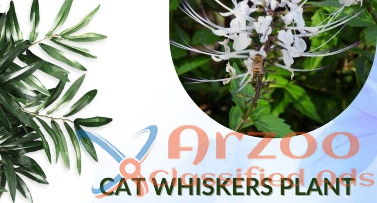 Cat Whiskers Plant Care