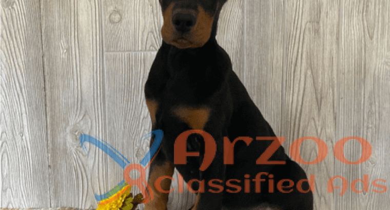 Quality Doberman ****** Puppies for Sale – Doberma