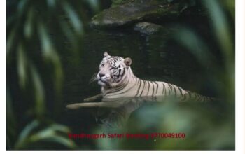 Bandhavgarh Safari Booking